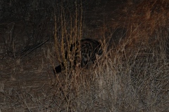 Civettictis civetta australis