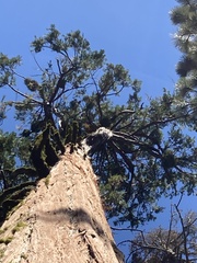 Phoradendron libocedri