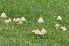 Fungi