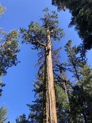 Phoradendron libocedri