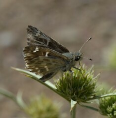 Muschampia orientalis