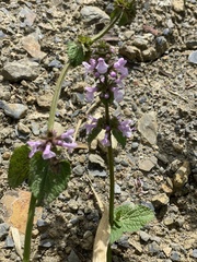 Stachys bogotensis