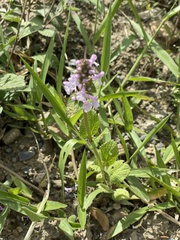 Stachys bogotensis
