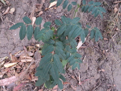 Senna stipulacea