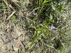 Stachys bogotensis