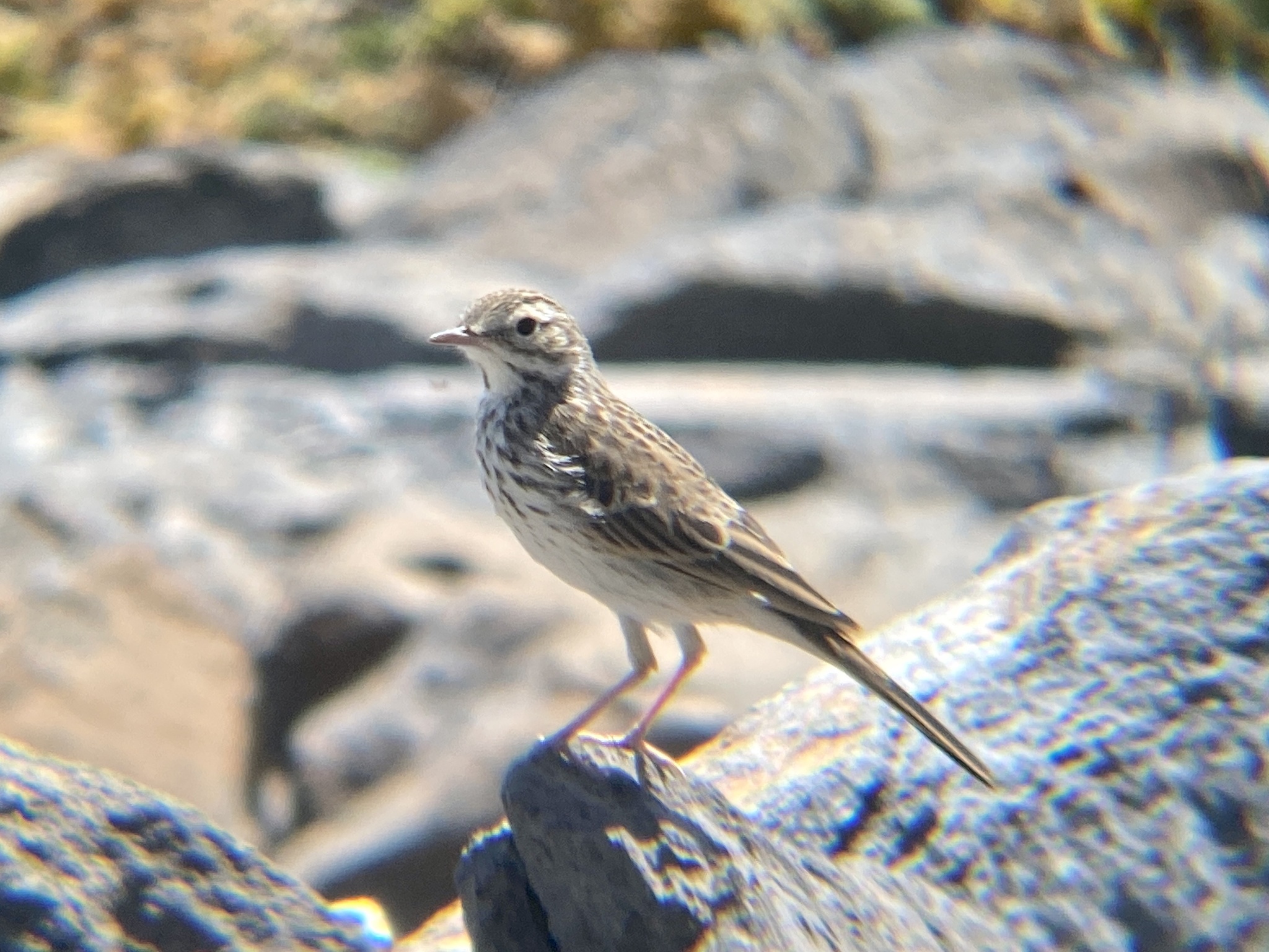 Berthelot's Pipit (Anthus berthelotii)
