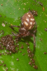 Spilasma duodecimguttata