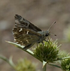 Muschampia orientalis