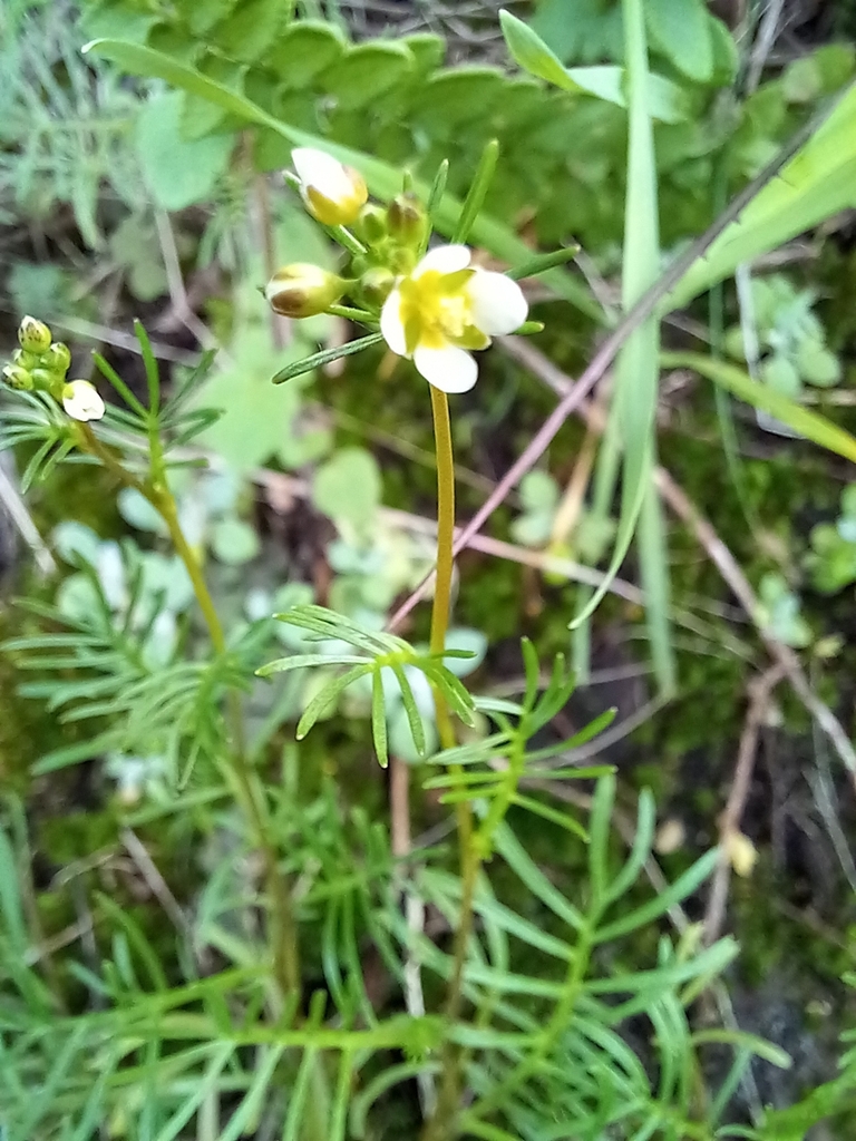 Heliophila diffusa