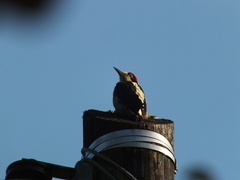 Melanerpes pulcher