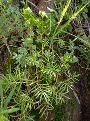 Heliophila diffusa diffusa