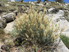 Lupinus padre-crowleyi