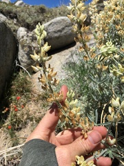 Lupinus padre-crowleyi