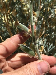 Lupinus padre-crowleyi