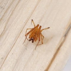 Neospintharus trigonum