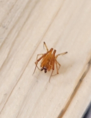 Neospintharus trigonum