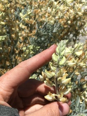 Lupinus padre-crowleyi