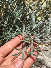 Lupinus padre-crowleyi