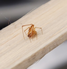 Neospintharus trigonum