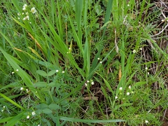 Heliophila diffusa diffusa