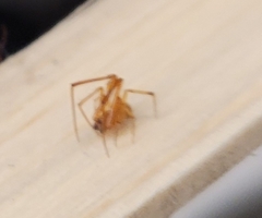 Neospintharus trigonum