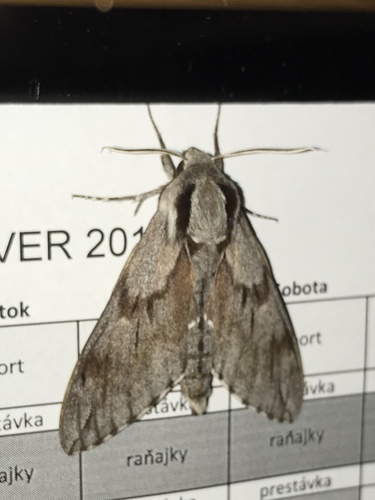 Lišaj borovicový (Sphinx pinastri)