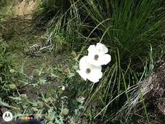 Argemone platyceras