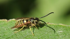 Vespula maculifrons