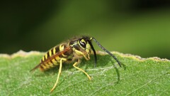 Vespula maculifrons