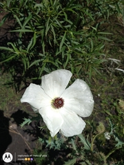 Argemone platyceras