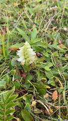 Spiranthes romanzoffiana