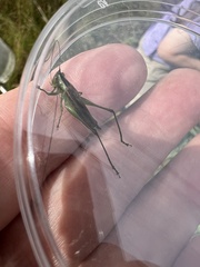 Conocephalus spartinae