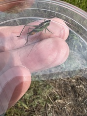 Conocephalus spartinae