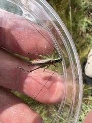 Conocephalus spartinae