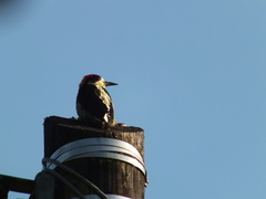 Melanerpes pulcher