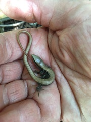 Elgaria multicarinata