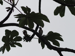 Turdus ignobilis