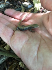 Elgaria multicarinata