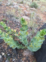 Astragalus asclepiadoides