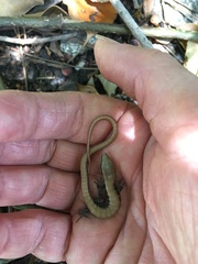 Elgaria multicarinata