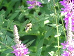 Anthidium