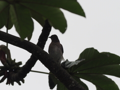 Turdus ignobilis