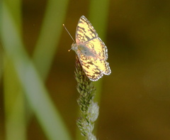 Phyciodes pallida