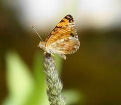Phyciodes pallida