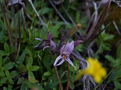 Aphyllon californicum grayanum