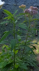 Eupatorium cannabinum