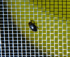 Hygrotus parallellogrammus