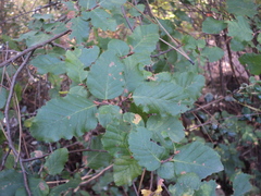 Nothofagus × leoni