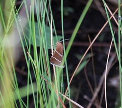 Argyrostrotis quadrifilaris
