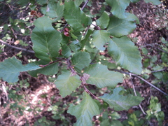 Nothofagus × leoni